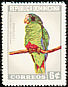 Hispaniolan Amazon Amazona ventralis