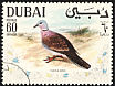 Red Collared Dove Streptopelia tranquebarica  1968 Arabian Gulf birds 