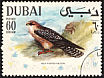 Red-footed Falcon Falco vespertinus  1968 Arabian Gulf birds 