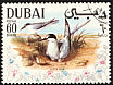 Little Tern Sternula albifrons  1968 Arabian Gulf birds 