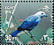 Blue-grey Tanager Thraupis episcopus  2001 Festivals 