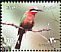 White-fronted Bee-eater Merops bullockoides  2002 Festivals 
