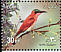 Southern Carmine Bee-eater Merops nubicoides  2002 Festivals 