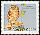 Ferruginous Pygmy Owl Glaucidium brasilianum  1989 Birds 