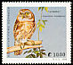 Ferruginous Pygmy Owl Glaucidium brasilianum