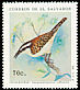 Rufous-backed Wren Campylorhynchus capistratus  1991 Birds 