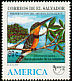 American Pygmy Kingfisher Chloroceryle aenea  1995 America 