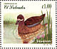 Blue-winged Teal Spatula discors  1999 Birds of the Jocotal lagoon Sheet