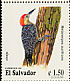 Velasquez's Woodpecker Melanerpes santacruzi  1999 Woodpeckers Strip