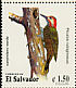 Golden-olive Woodpecker Colaptes rubiginosus