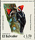 Lineated Woodpecker Dryocopus lineatus  1999 Woodpeckers Strip
