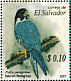 Peregrine Falcon Falco peregrinus  2007 Migratory birds 