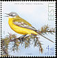 Western Yellow Wagtail Motacilla flava  2006 Bird of the year 