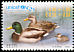 Mallard Anas platyrhynchos  2006 UNICEF 60 years 