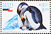 Emperor Penguin Aptenodytes forsteri