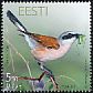 Red-backed Shrike Lanius collurio  2010 Bird of the year 
