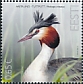Great Crested Grebe Podiceps cristatus  2020 Bird of the year 