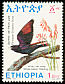 White-billed Starling Onychognathus albirostris  1993 Endemic birds of Ethiopia 