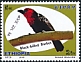Black-billed Barbet Lybius guifsobalito  2019 Birds 