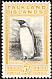 King Penguin Aptenodytes patagonicus