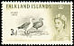 Upland Goose Chloephaga picta  1960 Birds 