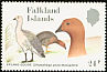 Upland Goose Chloephaga picta  1988 Falkland Islands geese 