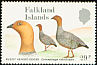 Ruddy-headed Goose Chloephaga rubidiceps  1988 Falkland Islands geese 