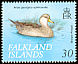 Yellow-billed Pintail Anas georgica  1999 Ducks 
