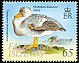 Falkland Steamer Duck Tachyeres brachypterus  1999 Ducks 