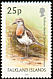 Rufous-chested Plover Charadrius modestus  2003 Bird definitives 