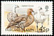 Upland Goose Chloephaga picta  2003 Bird definitives 
