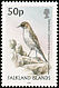 Dark-faced Ground Tyrant Muscisaxicola maclovianus  2003 Bird definitives 
