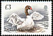 Black-necked Swan Cygnus melancoryphus  2003 Bird definitives 