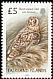 Short-eared Owl Asio flammeus