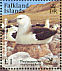 Black-browed Albatross Thalassarche melanophris