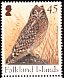 Short-eared Owl Asio flammeus  2004 Owls 