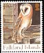 American Barn Owl Tyto furcata  2004 Owls 