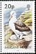 Black-browed Albatross Thalassarche melanophris  2006 Bird definitives 