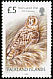 Short-eared Owl Asio flammeus  2006 Bird definitives 