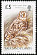 Short-eared Owl Asio flammeus