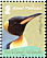 King Penguin Aptenodytes patagonicus  2008 Penguins 