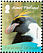 Macaroni Penguin Eudyptes chrysolophus  2008 Penguins 