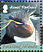 Southern Rockhopper Penguin Eudyptes chrysocome