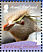 Southern Rockhopper Penguin Eudyptes chrysocome  2008 Penguins Sheet