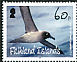 Light-mantled Albatross Phoebetria palpebrata  2009 Albatrosses 