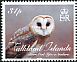 American Barn Owl Tyto furcata  2016 Birds of prey 
