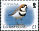 Two-banded Plover Anarhynchus falklandicus  2017 Birds definitives 