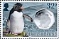 Southern Rockhopper Penguin Eudyptes chrysocome  2020 Penguins and coins 