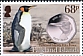 King Penguin Aptenodytes patagonicus  2020 Penguins and coins 