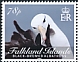 Black-browed Albatross Thalassarche melanophris  2021 Black-browed Albatross 